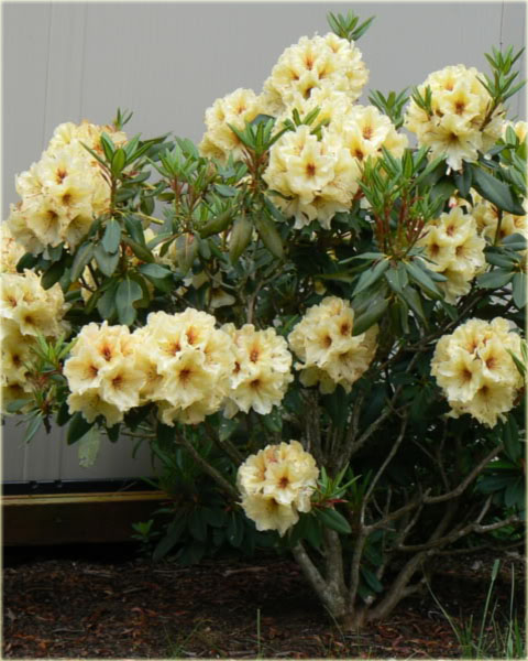 Rododendron wielkokwiatowy Goldkrone - Rhododendron Goldkrone