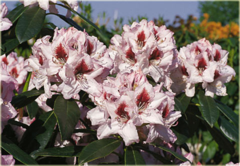 Rododendron wielkokwiatowy Graffito - Rhododendron Graffito