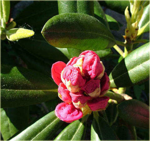 Rododendron wielkokwiatowy Haaga - Rhododendron Haaga