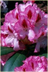 Rododendron wielkokwiatowy Hachmans Charmant - Rhododendron Hachmans Charmant