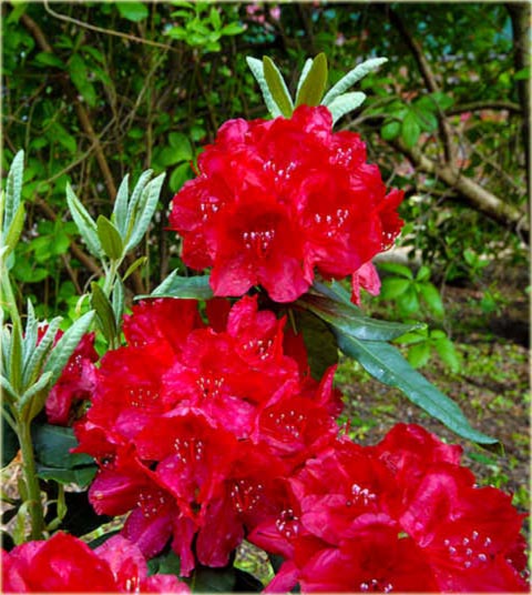 Rododendron wielkokwiatowy Hachmans Feuerschein - Rhododendron Hachmans Feuerschein
