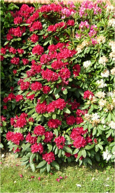 Rododendron wielkokwiatowy Hachmans Feuerschein - Rhododendron Hachmans Feuerschein