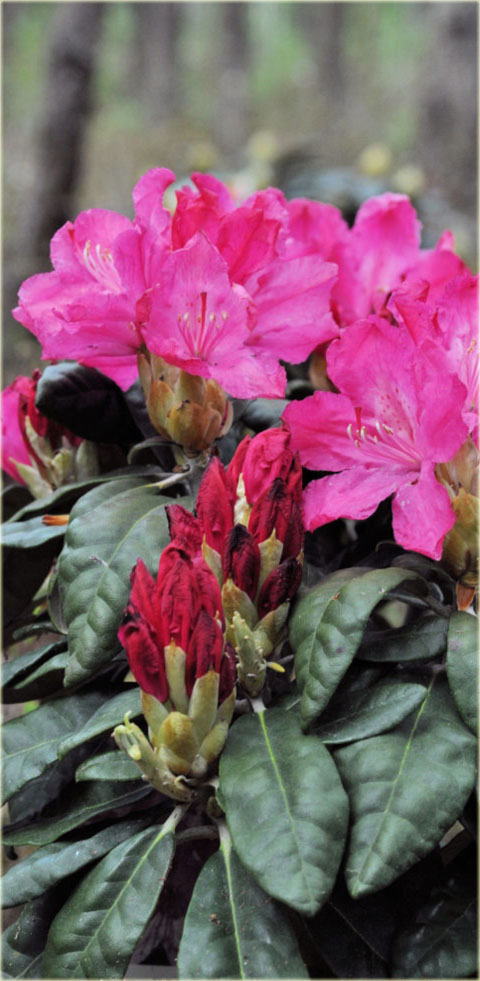 Rododendron wielkokwiatowy Hellikki - Rhododendron Hellikki
