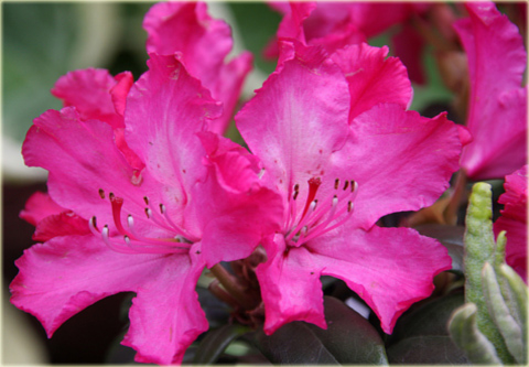 Rododendron wielkokwiatowy Hellikki - Rhododendron Hellikki