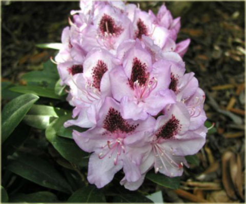 Rododendron wielkokwiatowy Humboldt - Rhododendron Humboldt