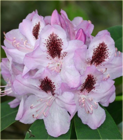Rododendron wielkokwiatowy Humboldt - Rhododendron Humboldt