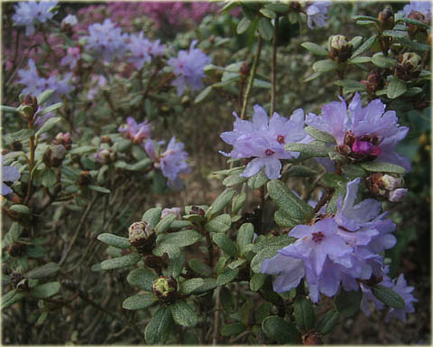 Rododendron miniaturowy Intricatum - Rhododendron Intricatum