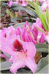Rododendron wielkokwiatowy Kabarett Rhododendron Kabarett
