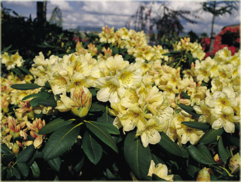 Rododendron wielkokwiatowy -  Karibia Rhododendron Karibia