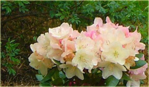Rododendron wielkokwiatowy Lachsgold - Rhododendron Lachsgold
