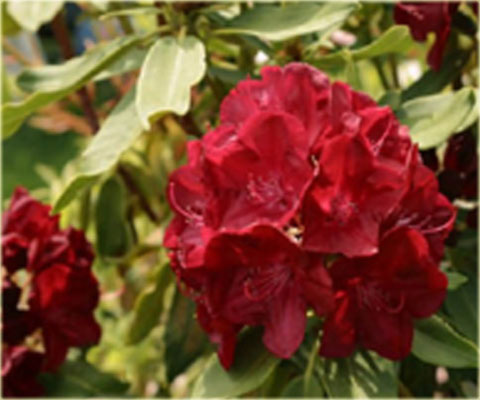 Rododendron wielkokwiatowy Lems Stormcloud - Rhododendron Lems Stormcloud