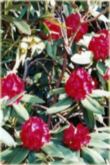 Rododendron wielkokwiatowy Lems Stormcloud - Rhododendron Lems Stormcloud