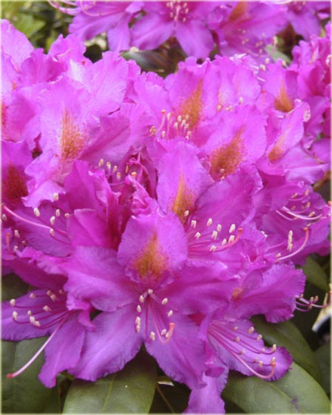 Rododendron wielkokwiatowy Libretto - Rhododendron Libretto