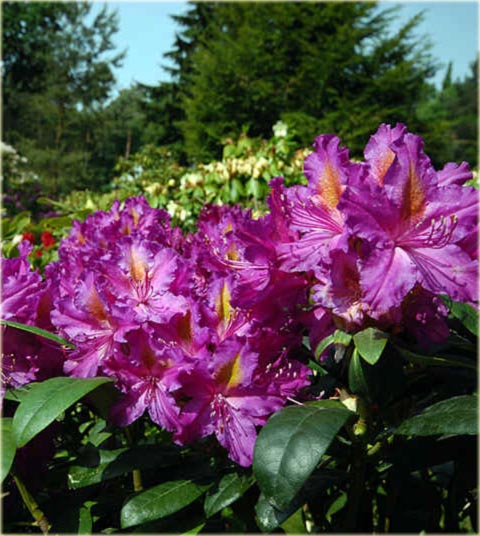 Rododendron wielkokwiatowy Libretto - Rhododendron Libretto