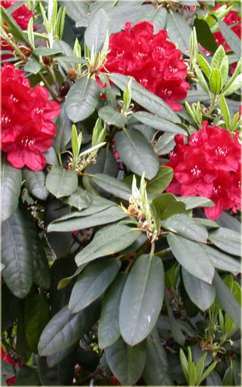 Rododendron wielkokwiatowy Mars - Rhododendron Mars
