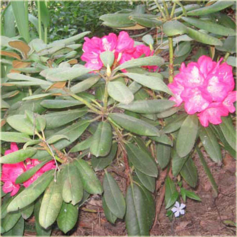 Rododendron wielkokwiatowy Mars - Rhododendron Mars