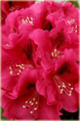 Rododendron wielkokwiatowy Mieszko I - Rhododendron Mieszko I