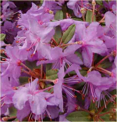 Rododendron miniaturowy  Blue Silver - Rhododendron  Blue Silver