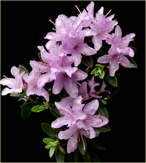 Rododendron miniaturowy Buchlovice - Rhododendron Buchlovice