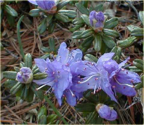 Rododendron miniaturowy Impeditum - Rhododendron Impeditum