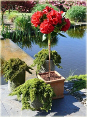 Rododendron na paliku 60-80 cm