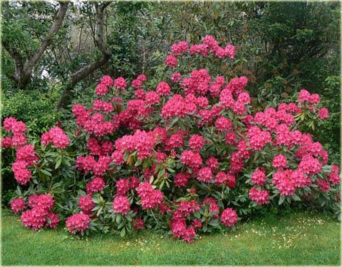 Rododendron wielkokwiatowy Nova Zembla - Rhododendron Nova Zembla