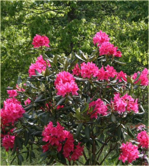 Rododendron wielkokwiatowy Nova Zembla - Rhododendron Nova Zembla