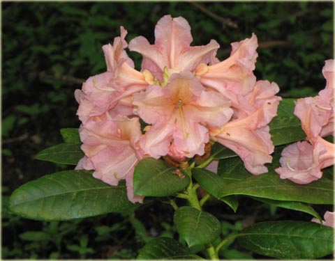 Rododendron wielkokwiatowy Orangina - Rhododendron Orangina