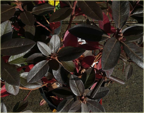 Rododendron wielkokwiatowy P.J.M.Elite - Rhododendron P.J.M.Elite