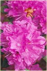 Rododendron wielkokwiatowy P.J.M.Elite - Rhododendron P.J.M.Elite