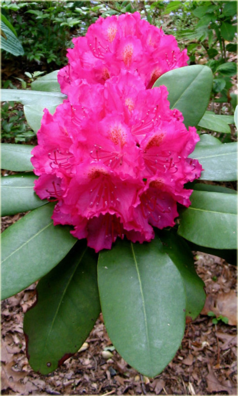 Rododendron wielkokwiatowy Pearces American Beauty - Rhododendron Pearces American Beauty