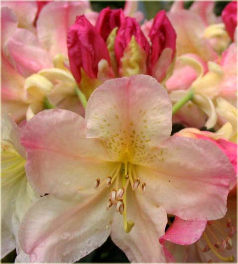 Rododendron jakuszimański Percy Wiseman - Rhododendron yakushimanum Percy Wiseman