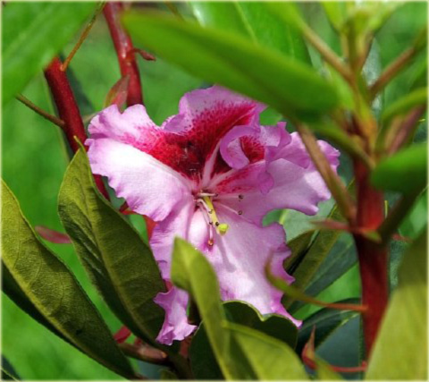 Rododendron wielkokwiatowy Pfauenauge - Rhododendron Pfauenauge