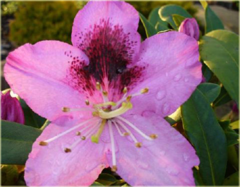 Rododendron wielkokwiatowy Pfauenauge - Rhododendron Pfauenauge