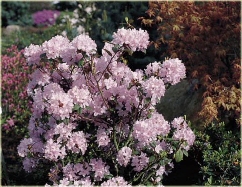 Rododendron miniaturowy Pink Pompon - Rhododendron Pink Pompon