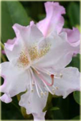 Rododendron wielkokwiatowy Pohjolas Daughter - Rhododendron Pohjolas Daughter