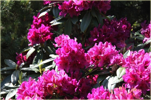 Rododendron wielkokwiatowy Polarnacht - Rhododendron Polarnacht