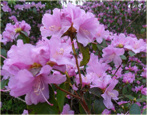 Rododendron wielkokwiatowy Praecox - Rhododendron Praecox