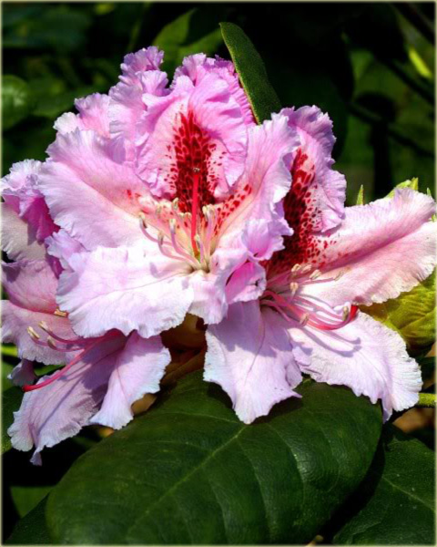 Rododendron wielkokwiatowy Progres - Rhododendron Le Progres