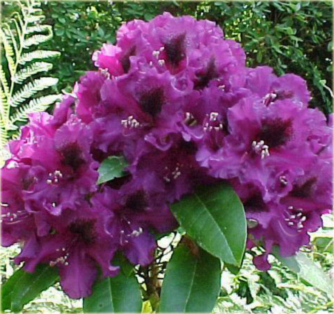 Rododendron wielkokwiatowy Purple Splendour - Rhododendron Purple Splendour