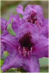 Rododendron wielkokwiatowy Purple Splendour - Rhododendron Purple Splendour