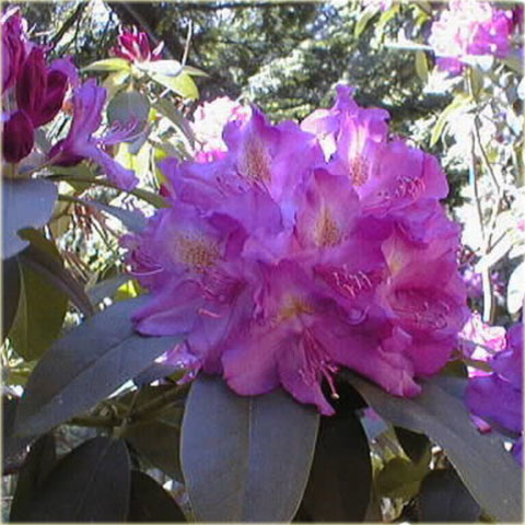 Rododendron wielkokwiatowy Purpureum Grandiflorum - Rhododendron Purpureum Grandiflorum