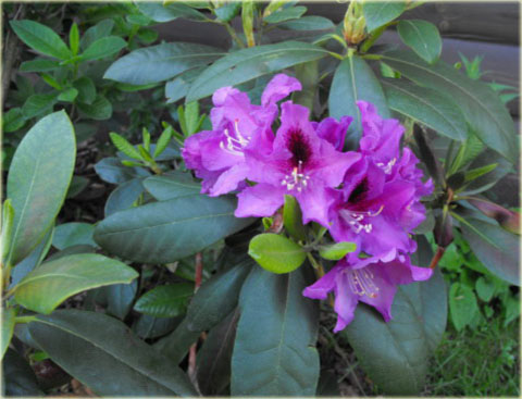 Rododendron wielkokwiatowy Rasputin - Rhododendron Rasputin