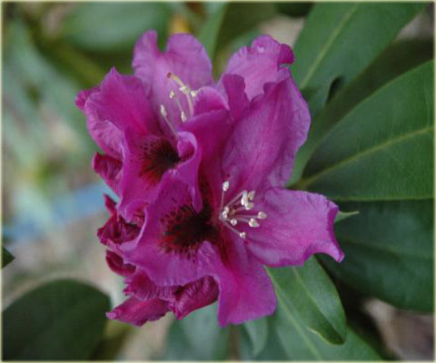 Rododendron wielkokwiatowy Rasputin - Rhododendron Rasputin