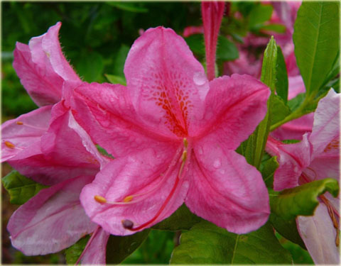 Rododendron wielkokwiatowy Roseum Elegans - Rhododendron Roseum Elegans