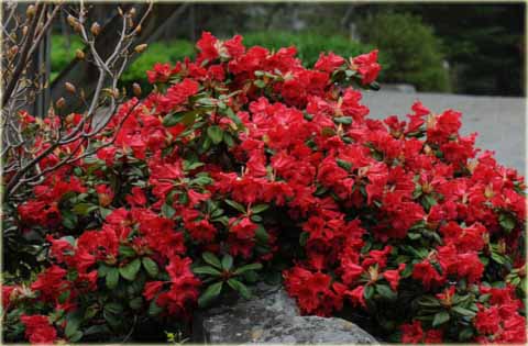 Rododendron repens Scarlet Wonder - Rhododendron repens Scarlet Wonder
