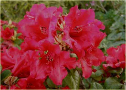 Rododendron repens Scarlet Wonder - Rhododendron repens Scarlet Wonder