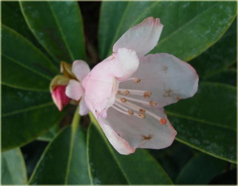 Rododendron jakuszimański Silberwolke - Rhododendron yakushimanum Silberwolke