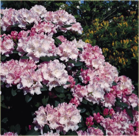 Rododendron jakuszimański Silberwolke - Rhododendron yakushimanum Silberwolke