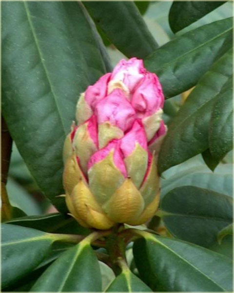 Rododendron wielkokwiatowy Simona - Rhododendron Simona